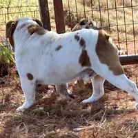 Reed, a male English Bulldog for sale in Konawa, OK – Photo 3 of 8