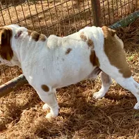 Reed, a male English Bulldog for sale in Konawa, OK – Photo 7 of 8