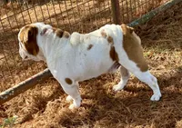 Reed, a male English Bulldog for sale in Konawa, OK – Photo 7 of 8