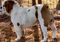 Reed, a male English Bulldog for sale in Konawa, OK – Photo 5 of 8