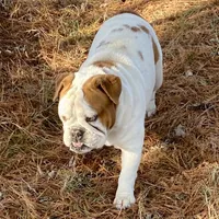 Reed, a male English Bulldog for sale in Konawa, OK – Photo 4 of 8