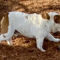 Reed, a male English Bulldog for sale in Konawa, OK – Photo 2 of 8