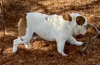 Reed, a male English Bulldog for sale in Konawa, OK – Photo 2 of 8