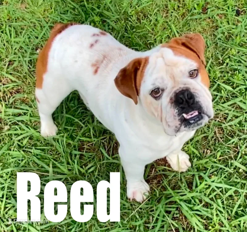 Reed