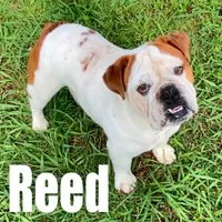 Reed, a male English Bulldog for sale in Konawa, OK – Photo 1 of 8