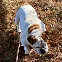 Reed, a male English Bulldog for sale in Konawa, OK – Photo 8 of 8