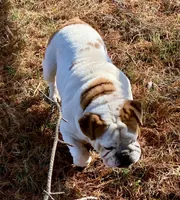 Reed, a male English Bulldog for sale in Konawa, OK – Photo 8 of 8