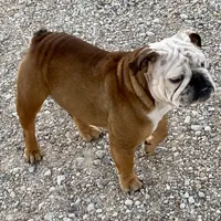 Henna, a female English Bulldog for sale in Konawa, OK – Photo 7 of 9