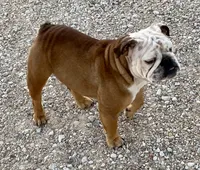 Henna, a female English Bulldog for sale in Konawa, OK – Photo 7 of 9