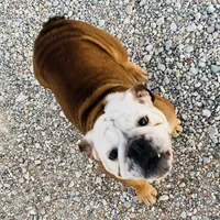 Henna, a female English Bulldog for sale in Konawa, OK – Photo 9 of 9