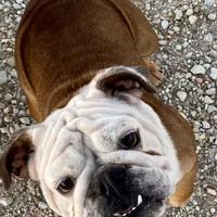 Henna, a female English Bulldog for sale in Konawa, OK – Photo 8 of 9