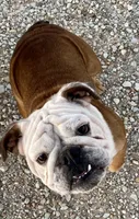Henna, a female English Bulldog for sale in Konawa, OK – Photo 8 of 9