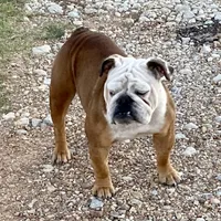 Henna, a female English Bulldog for sale in Konawa, OK – Photo 4 of 9