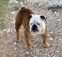 Henna, a female English Bulldog for sale in Konawa, OK – Photo 4 of 9
