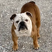 Henna, a female English Bulldog for sale in Konawa, OK – Photo 5 of 9