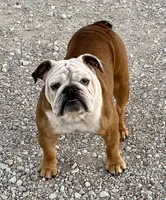 Henna, a female English Bulldog for sale in Konawa, OK – Photo 5 of 9