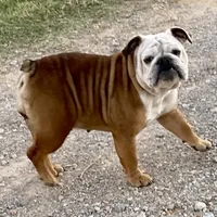 Henna, a female English Bulldog for sale in Konawa, OK – Photo 1 of 9