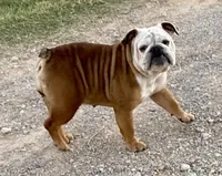 Henna, a female English Bulldog for sale in Konawa, OK – Photo 1 of 9