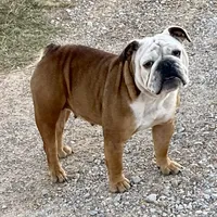 Henna, a female English Bulldog for sale in Konawa, OK – Photo 2 of 9