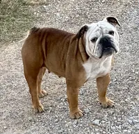 Henna, a female English Bulldog for sale in Konawa, OK – Photo 2 of 9