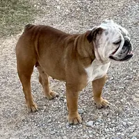 Henna, a female English Bulldog for sale in Konawa, OK – Photo 3 of 9