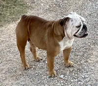 Henna, a female English Bulldog for sale in Konawa, OK – Photo 3 of 9