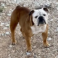 Henna, a female English Bulldog for sale in Konawa, OK – Photo 6 of 9