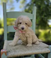 Cassie, a female Poodle - Miniature  for sale in Romulus, NY – 4 of 4