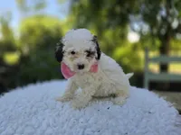 Darcy, a female Poodle - Miniature  for sale in Romulus, NY – 2 of 6