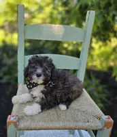 Denver, a male Poodle - Miniature  for sale in Romulus, NY – 2 of 4