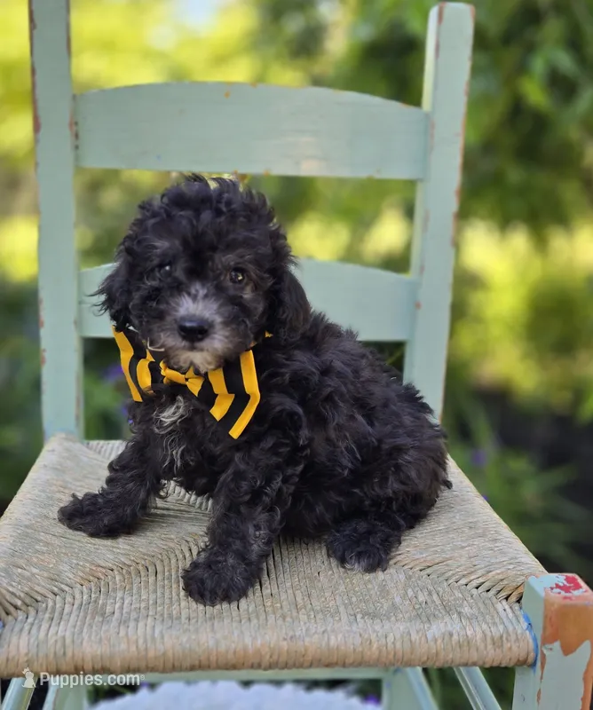 Carter – Poodle - Miniature  puppy for sale in Romulus, NY