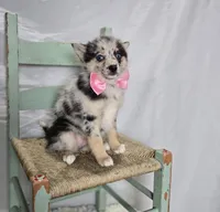 Tessa, a female Pomsky for sale in Romulus, NY – Photo 3 of 4