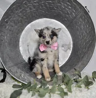 Tessa, a female Pomsky for sale in Romulus, NY – Photo 4 of 4