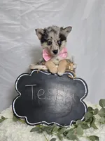 Tessa, a female Pomsky for sale in Romulus, NY – Photo 2 of 4