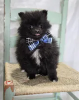 Buster, a male Pomeranian for sale in Romulus, NY – 2 of 5