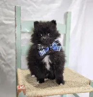 Buster, a male Pomeranian for sale in Romulus, NY – 4 of 5