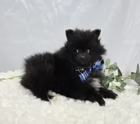 Buster, a male Pomeranian for sale in Romulus, NY – 3 of 5