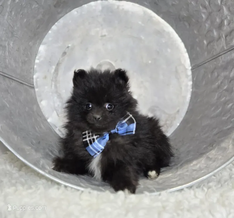 Buster – Pomeranian puppy for sale in Romulus, NY