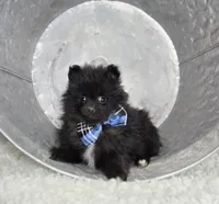 Buster, a male Pomeranian for sale in Romulus, NY – 1 of 5