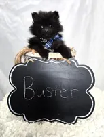 Buster, a male Pomeranian for sale in Romulus, NY – 5 of 5