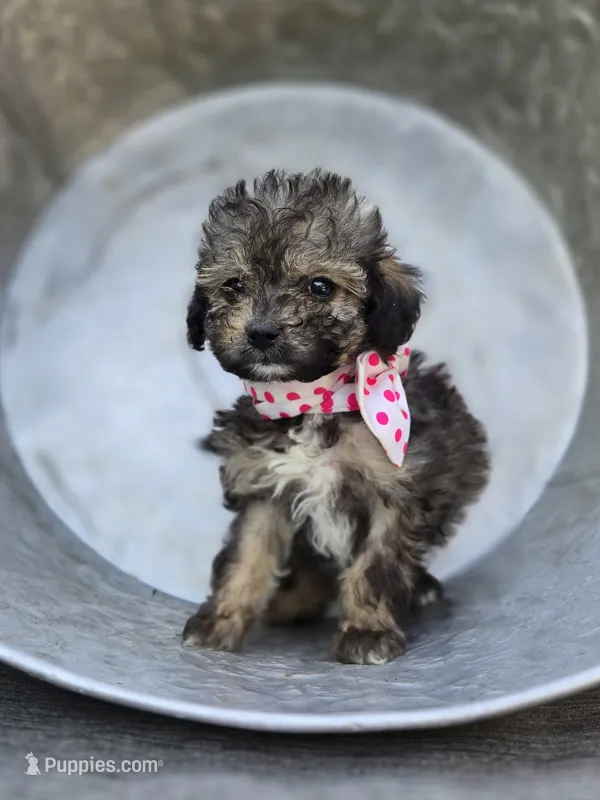 Debbie – Poodle - Miniature  puppy for sale in Romulus, NY