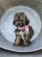 Debbie, a female Poodle - Miniature  for sale in Romulus, NY – 1 of 5