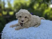 Dolly, a female Poodle - Miniature  for sale in Romulus, NY – 3 of 4