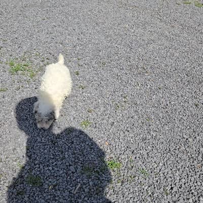 Debra, a female Poodle - Miniature  for sale in Romulus, NY – 5 of 5
