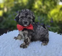 Dan, a male Poodle - Miniature  for sale in Romulus, NY – 4 of 5