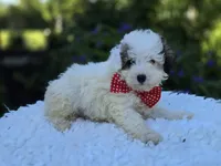 Connor, a male Poodle - Miniature  for sale in Romulus, NY – 4 of 4