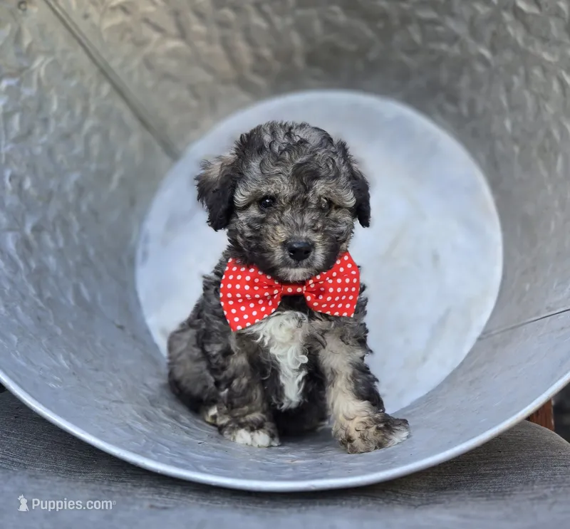 Dan – Poodle - Miniature  puppy for sale in Romulus, NY