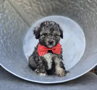 Dan, a male Poodle - Miniature  for sale in Romulus, NY – 1 of 5