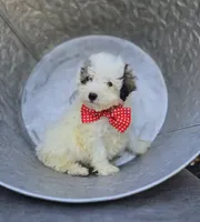 Connor, a male Poodle - Miniature  for sale in Romulus, NY – 3 of 4