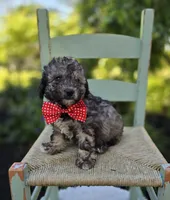 Dan, a male Poodle - Miniature  for sale in Romulus, NY – 3 of 5